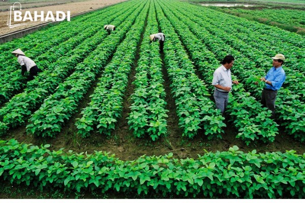 Nên kinh doanh mặt hàng gì ở nông thôn 2022?